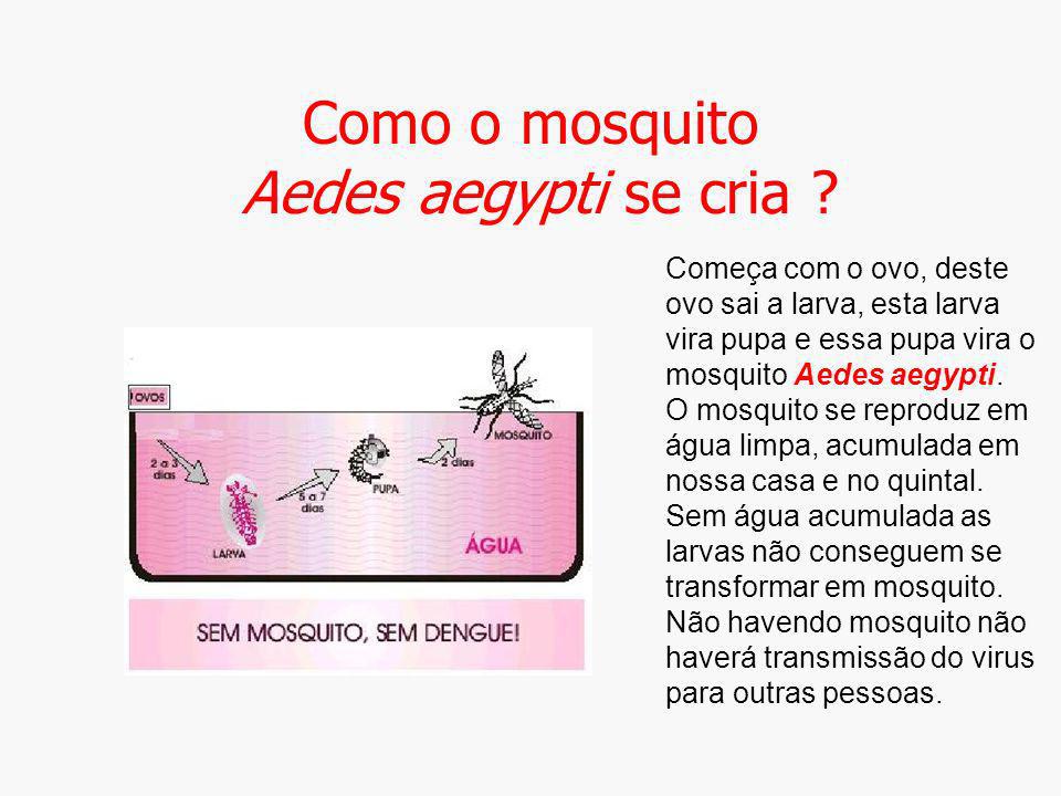Como o mosquito Aedes aegypti se cria