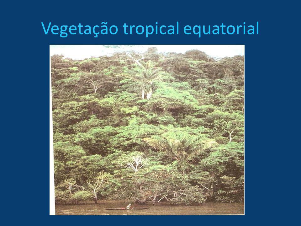 Vegetação tropical equatorial
