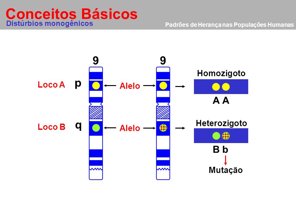 Conceitos Básicos 9 9 p q A A B b Homozigoto Loco A Alelo Heterozigoto