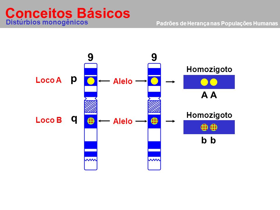 Conceitos Básicos 9 9 p q A A b b Homozigoto Loco A Alelo Homozigoto