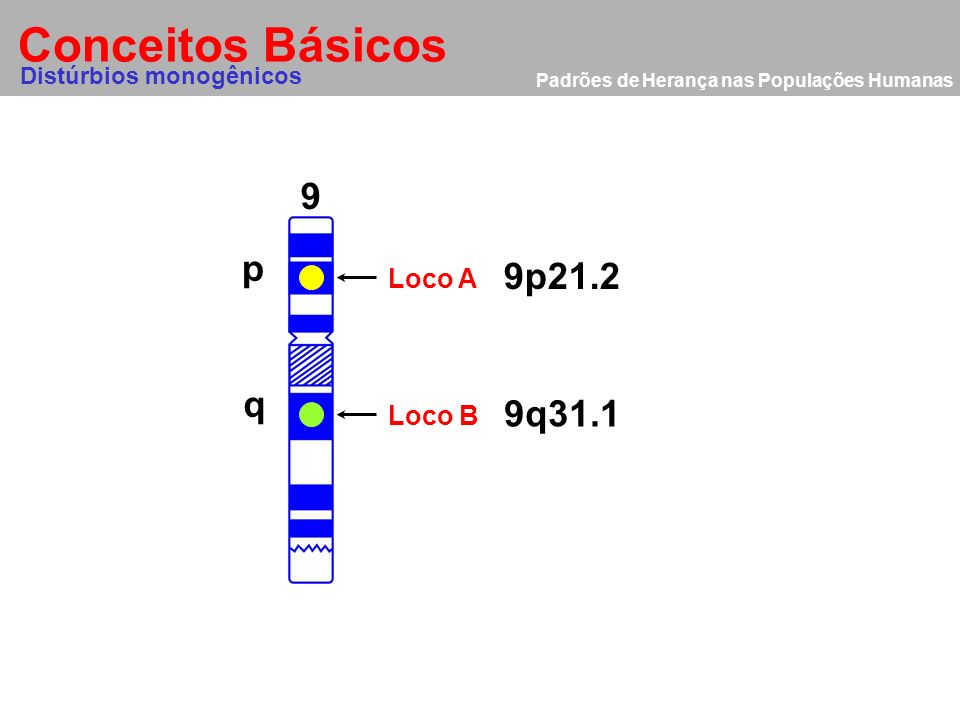 Conceitos Básicos 9 p 9p21.2 q 9q31.1 Loco A Loco B