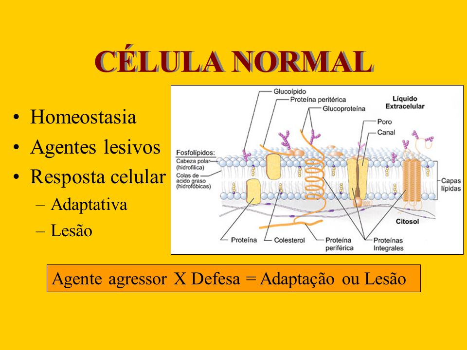 CÉLULA NORMAL Homeostasia Agentes lesivos Resposta celular Adaptativa