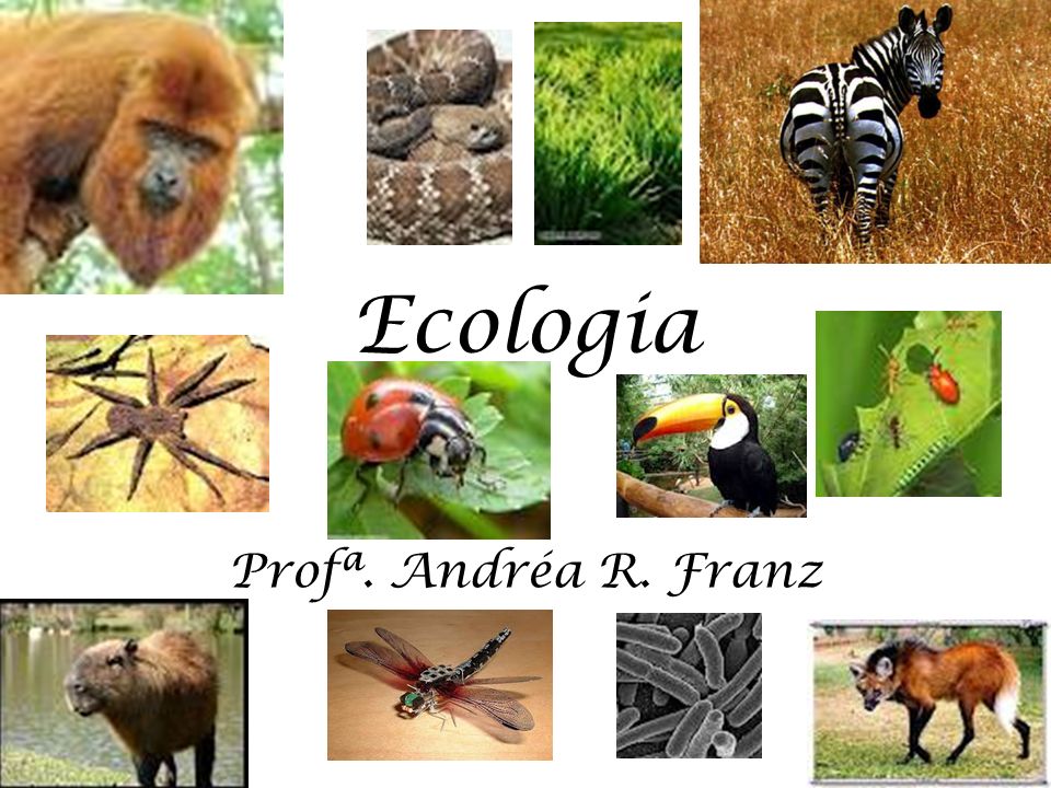 Ecologia Profª. Andréa R. Franz
