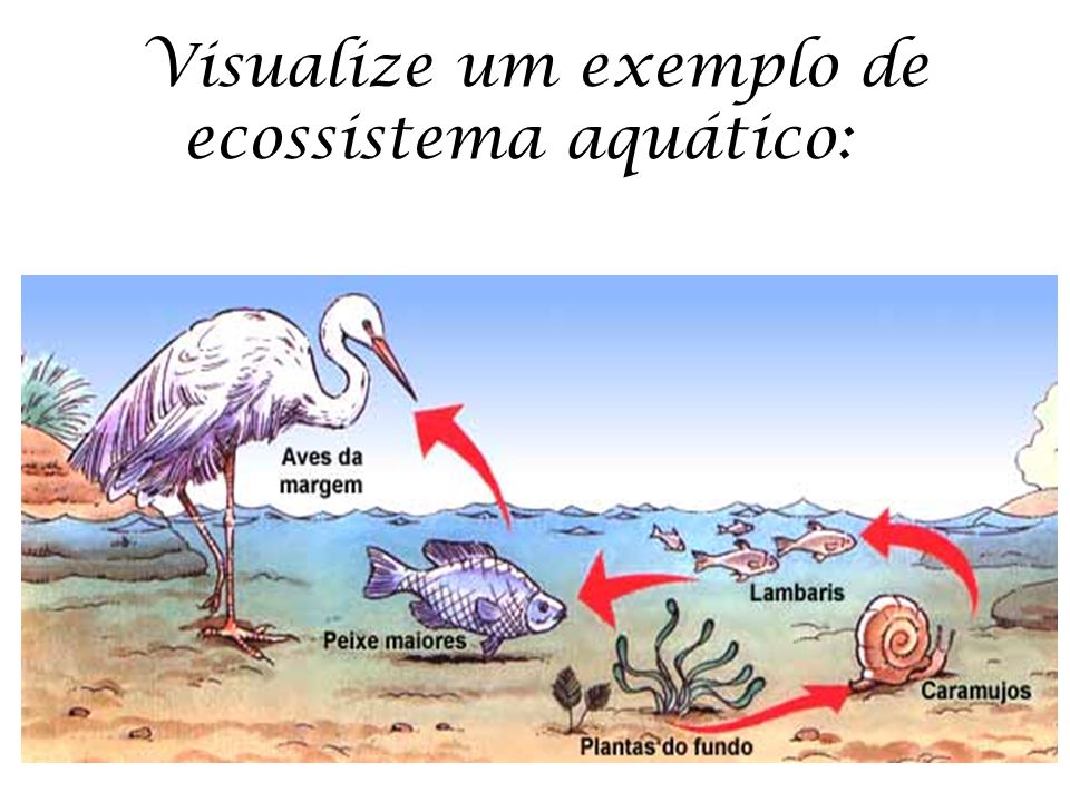 Visualize um exemplo de ecossistema aquático: