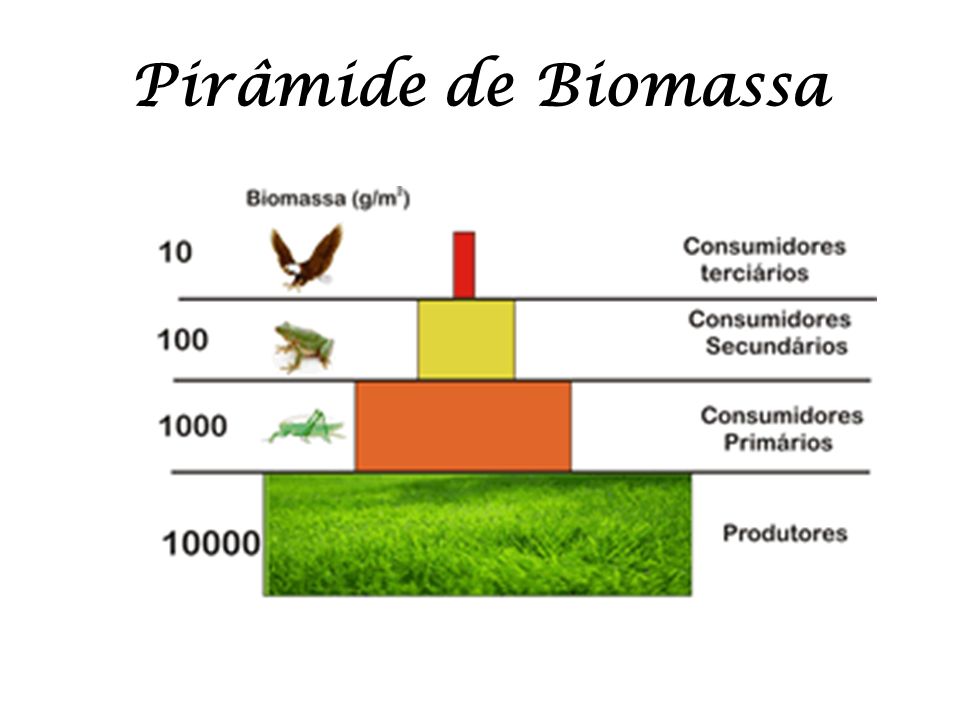 Pirâmide de Biomassa