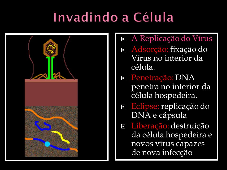 Invadindo a Célula A Replicação do Vírus