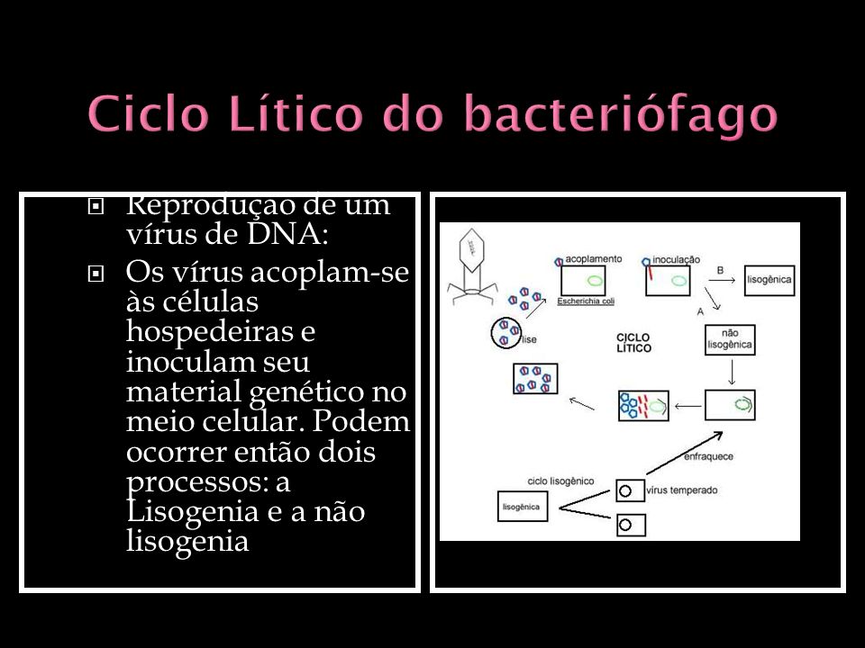 Ciclo Lítico do bacteriófago