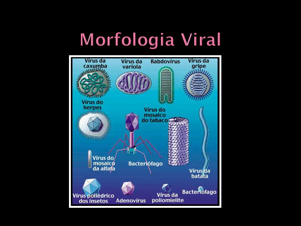 Morfologia Viral