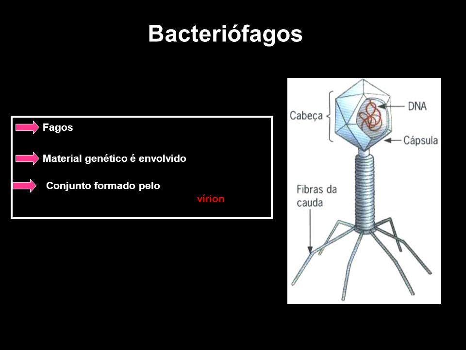 Bacteriófagos Fagos que parasitam bactérias