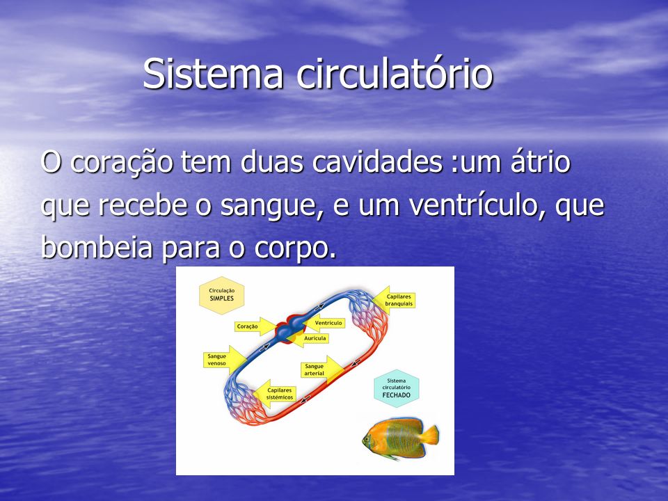 Sistema circulatório O coração tem duas cavidades :um átrio