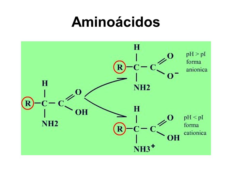 Aminoácidos