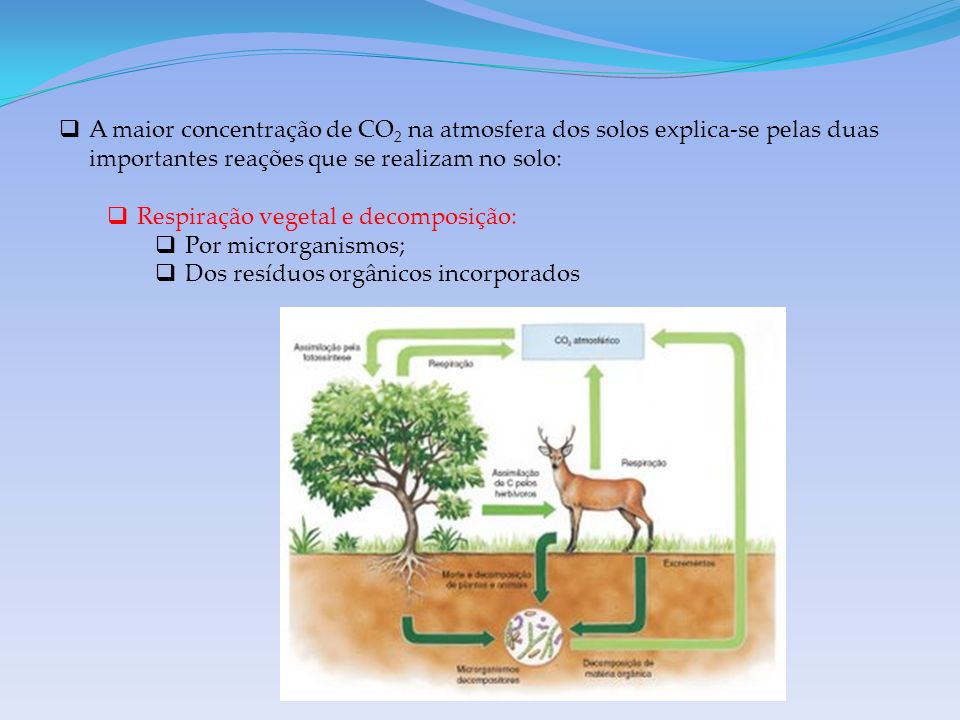 A maior concentração de CO2 na atmosfera dos solos explica-se pelas duas importantes reações que se realizam no solo: