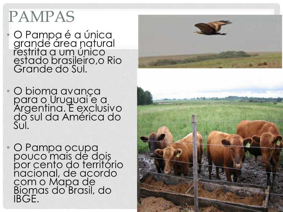 Pampas O Pampa é a única grande área natural restrita a um único estado brasileiro,o Rio Grande do Sul.