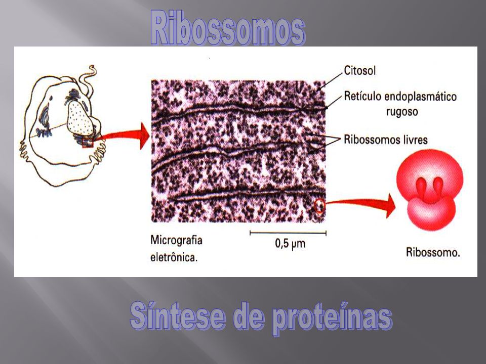 Ribossomos Síntese de proteínas