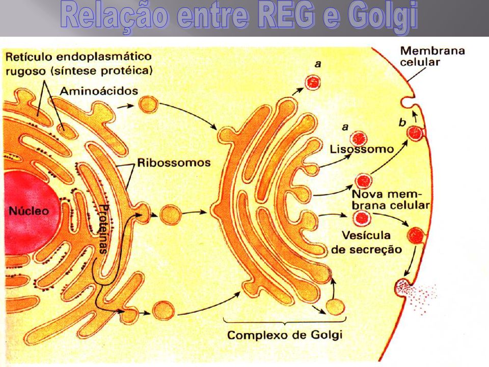 Relação entre REG e Golgi