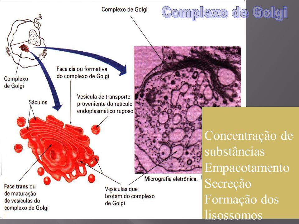 Complexo de Golgi Concentração de substâncias Empacotamento Secreção