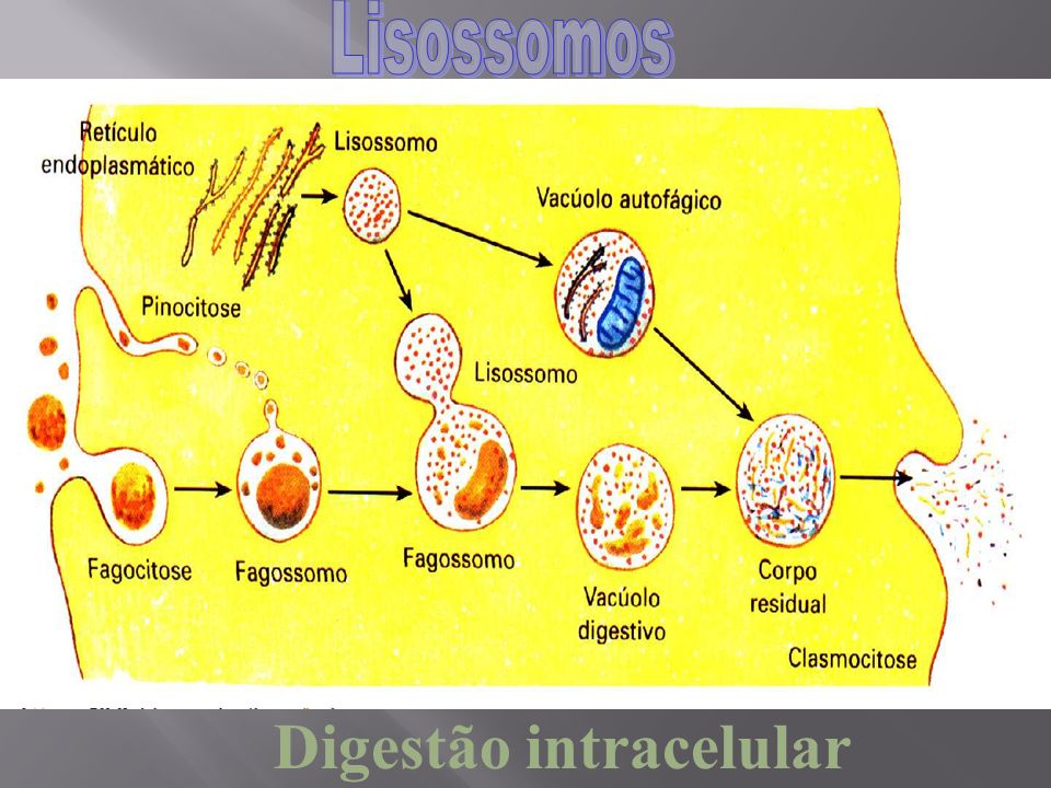 Digestão intracelular