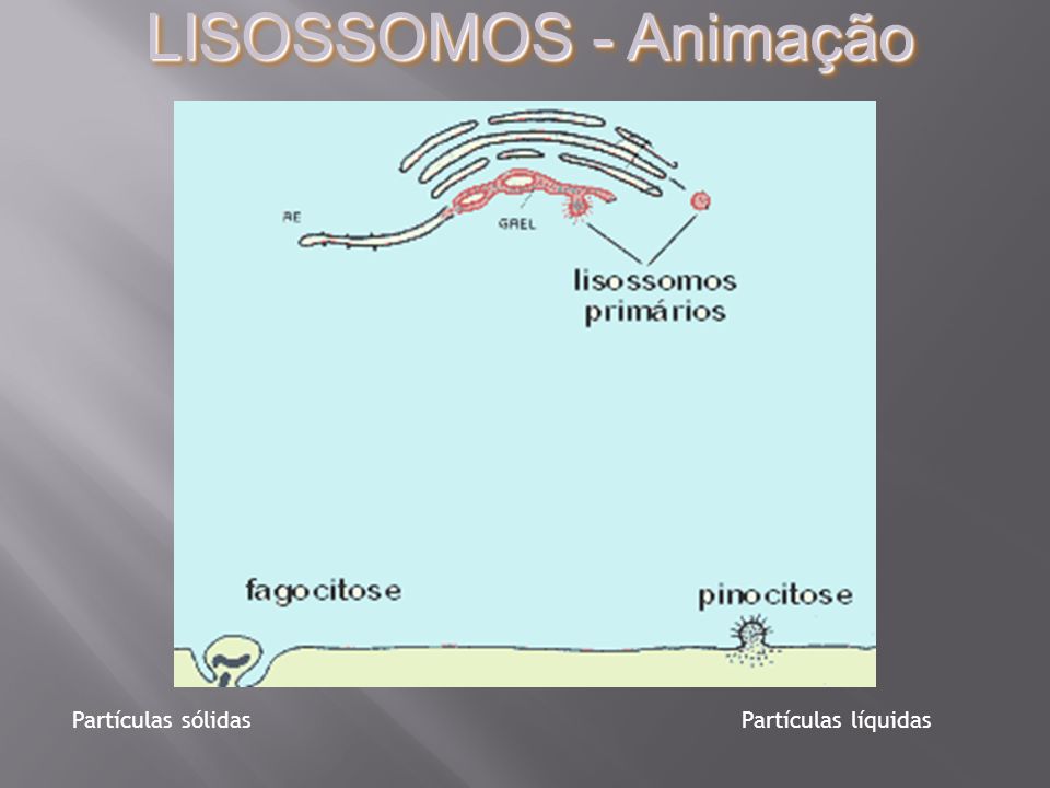 LISOSSOMOS - Animação Partículas sólidas Partículas líquidas