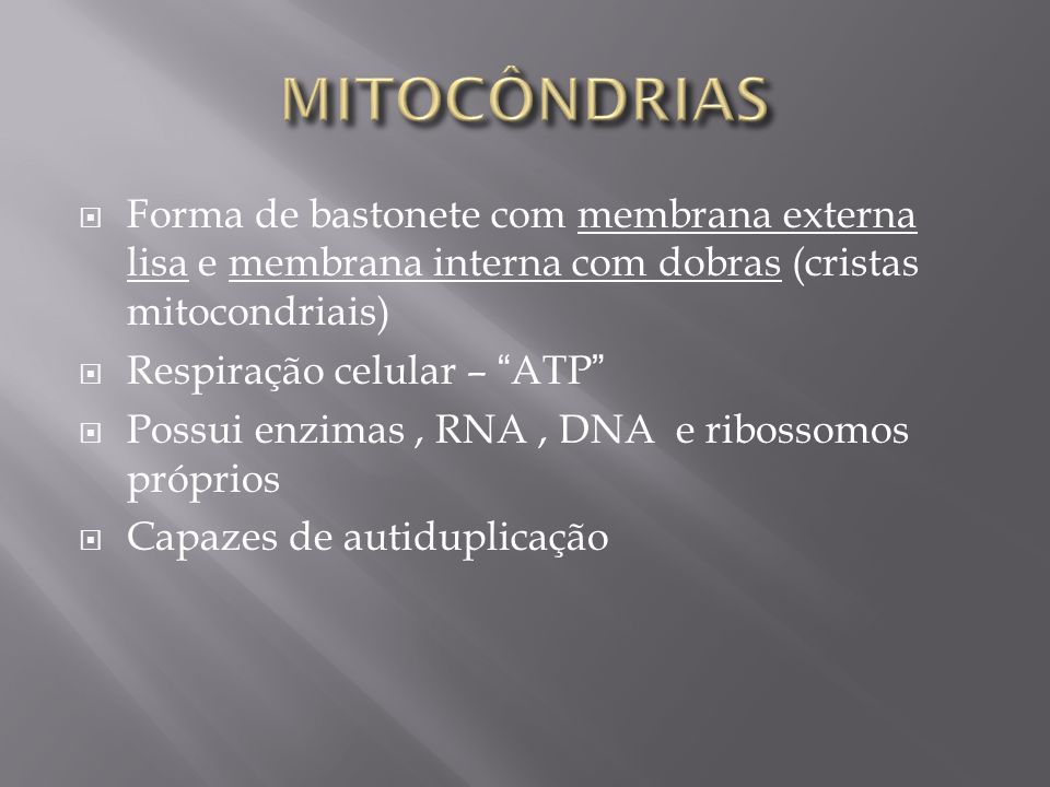 MITOCÔNDRIAS Forma de bastonete com membrana externa lisa e membrana interna com dobras (cristas mitocondriais)