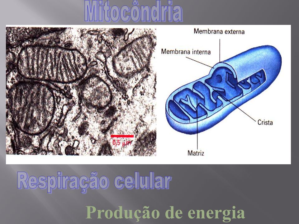 Mitocôndria Respiração celular Produção de energia