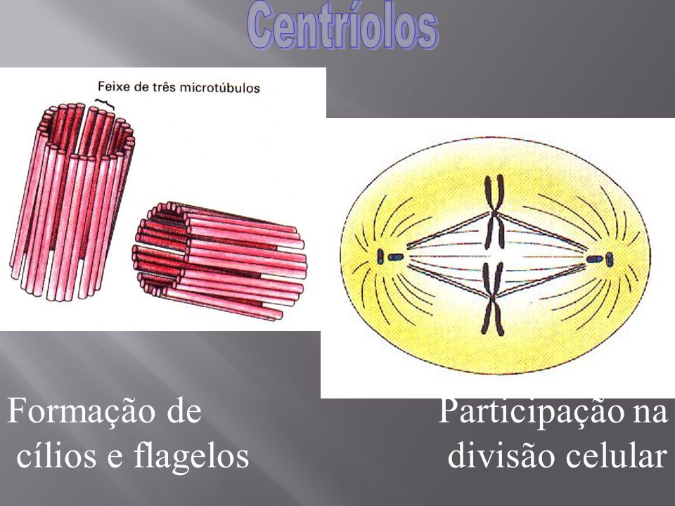 Formação de cílios e flagelos Participação na divisão celular