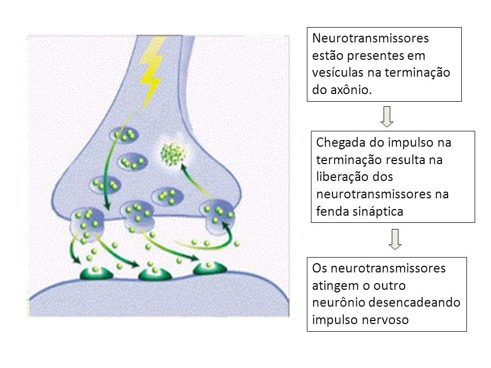Neurotransmissores estão presentes em vesículas na terminação do axônio.