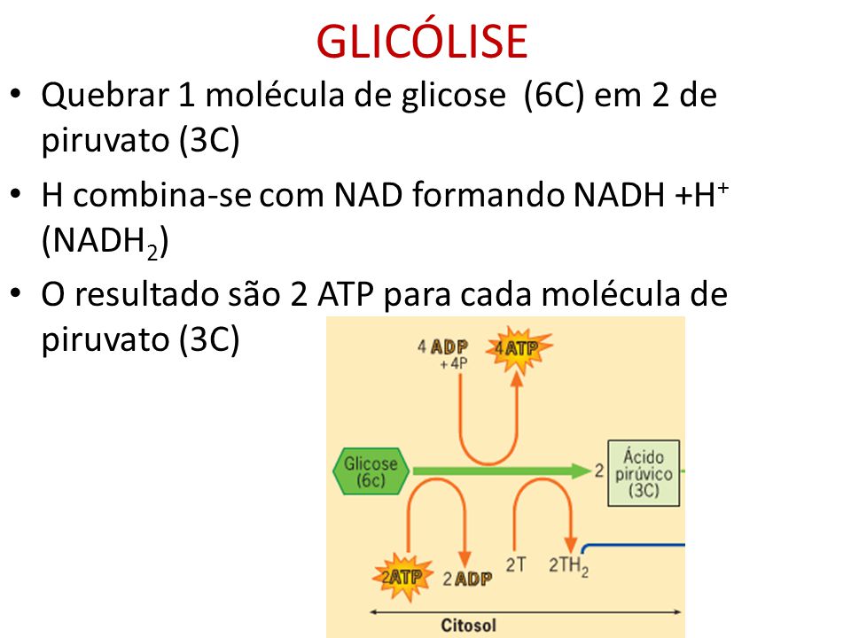 GLICÓLISE Quebrar 1 molécula de glicose (6C) em 2 de piruvato (3C)