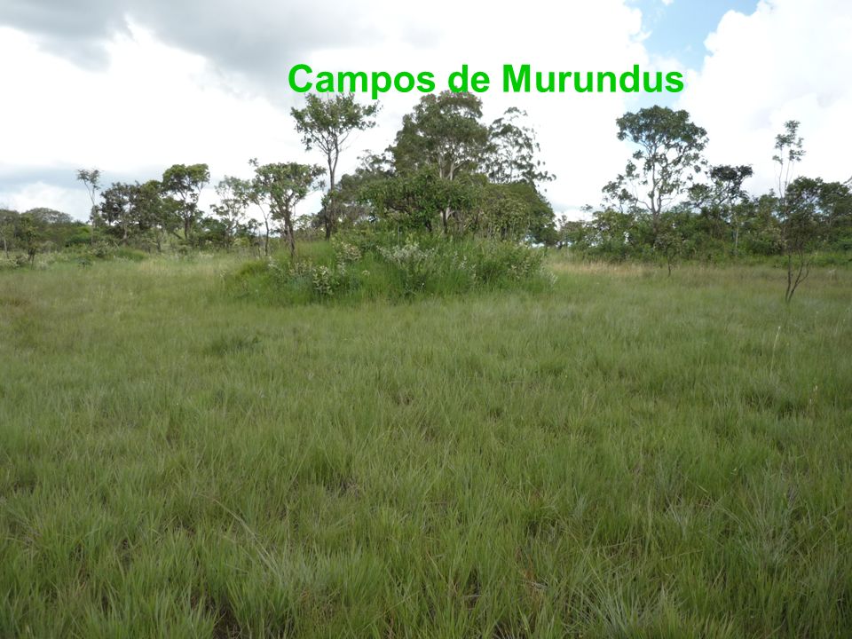Campos de Murundus