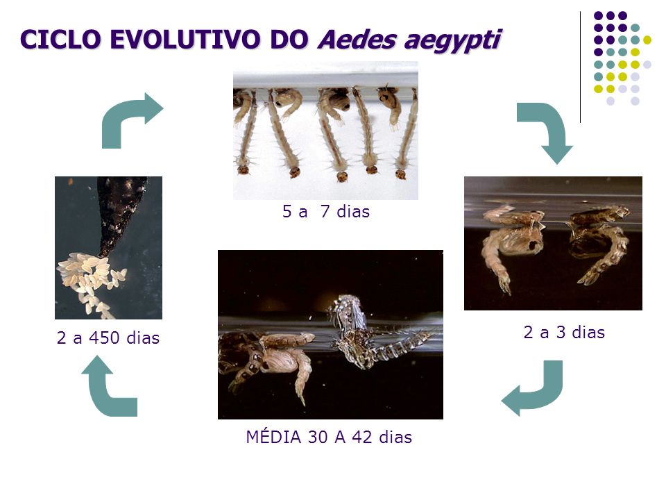CICLO EVOLUTIVO DO Aedes aegypti