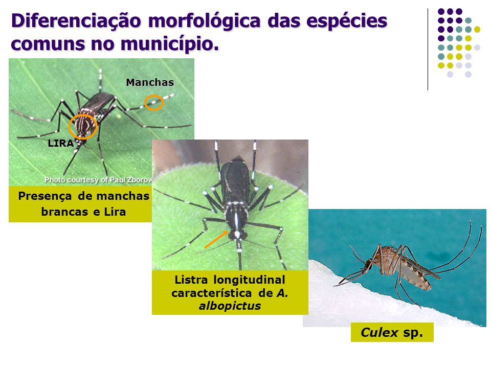 Diferenciação morfológica das espécies comuns no município.