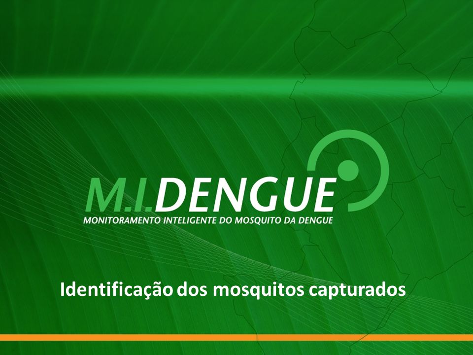 Identificação dos mosquitos capturados