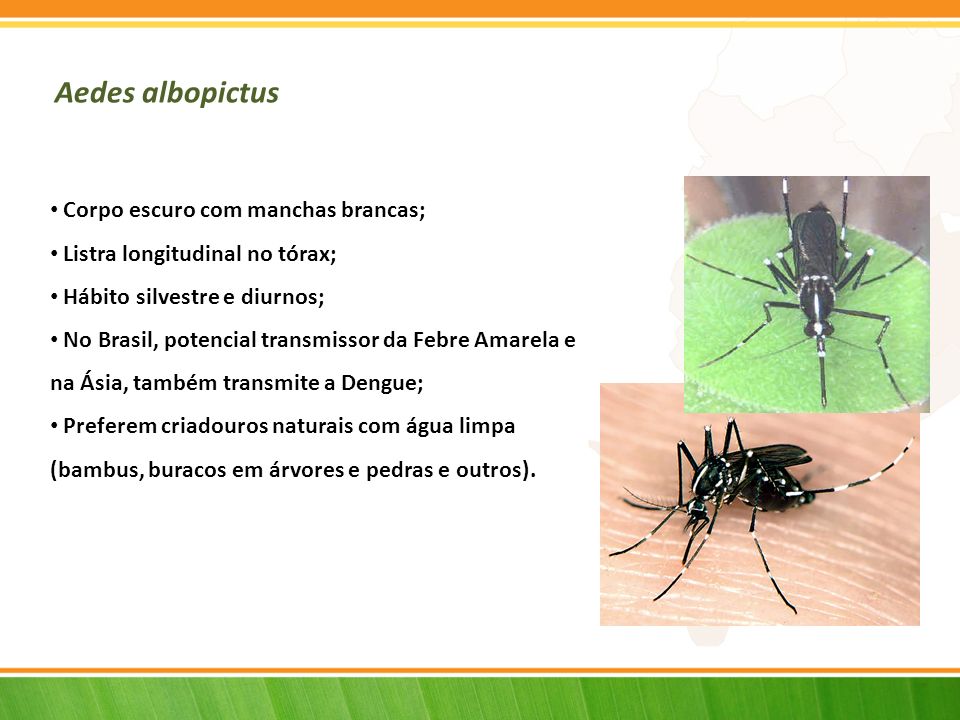 Aedes albopictus Corpo escuro com manchas brancas;