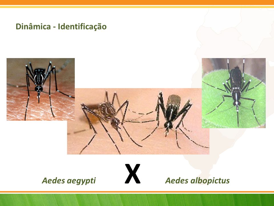 Aedes aegypti X Aedes albopictus