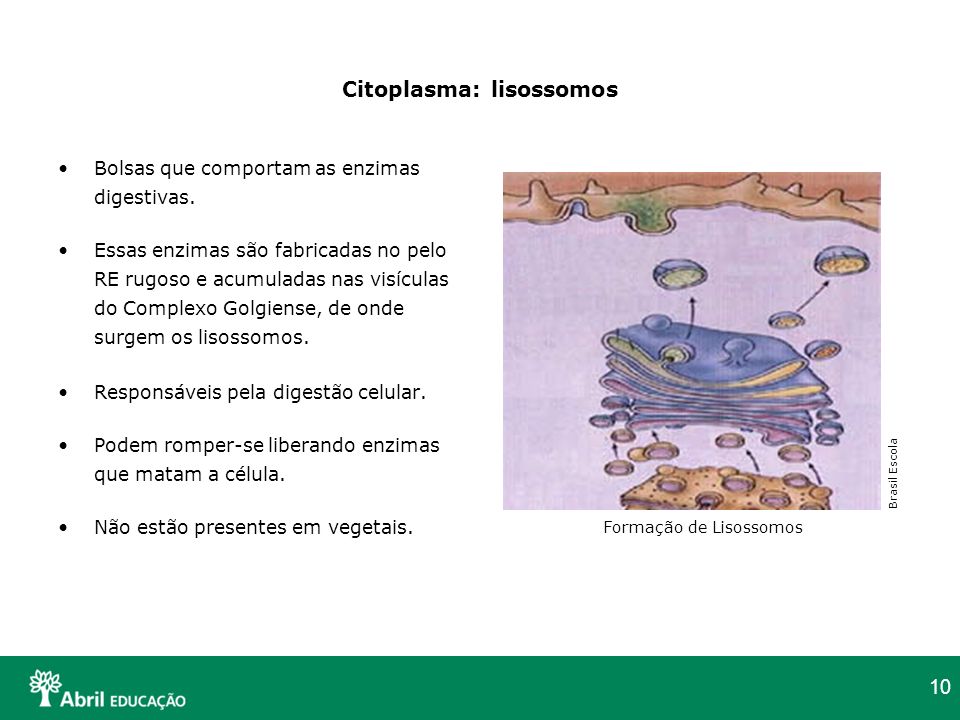 Citoplasma: lisossomos
