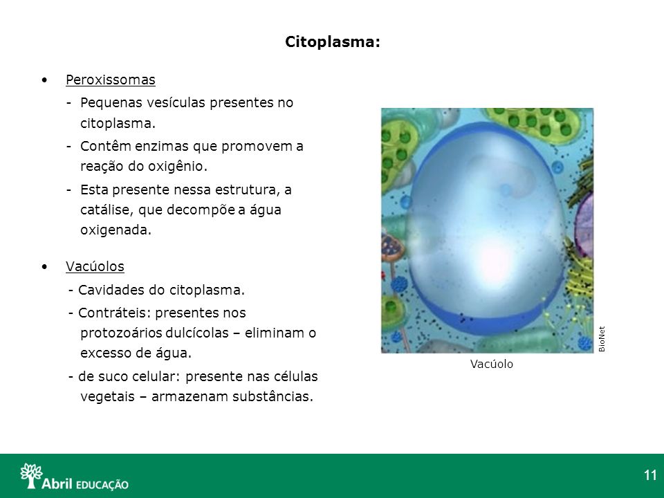 Citoplasma: Peroxissomas - Pequenas vesículas presentes no citoplasma.