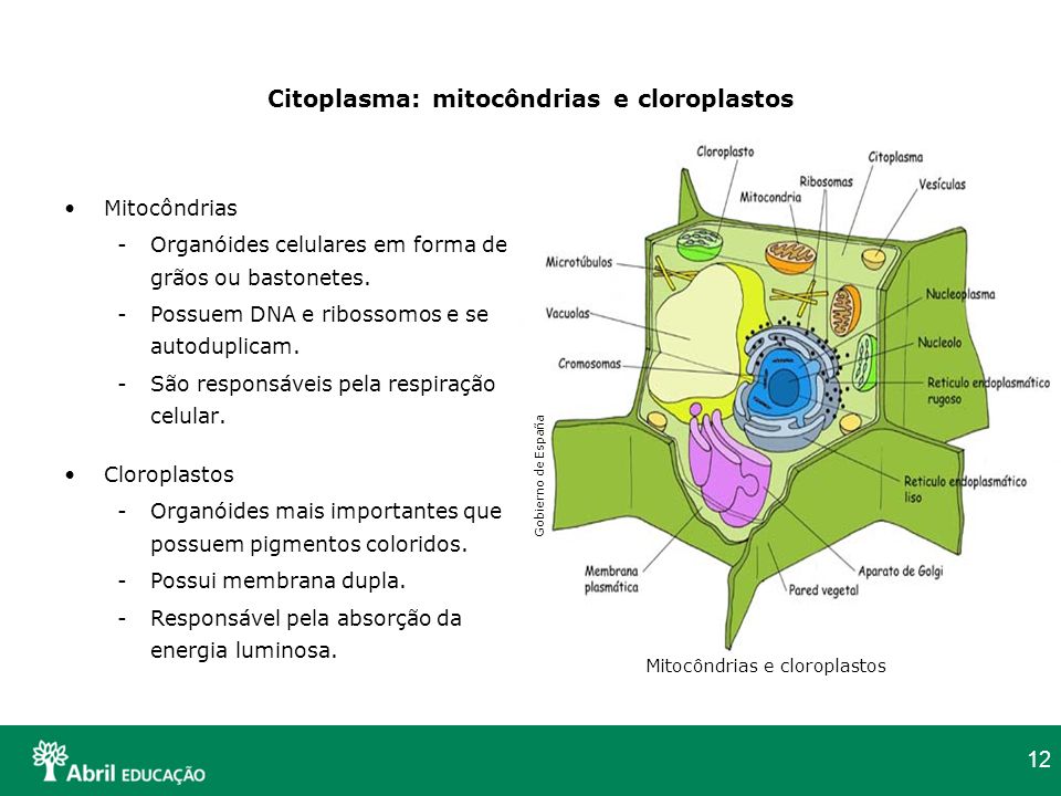 Citoplasma: mitocôndrias e cloroplastos