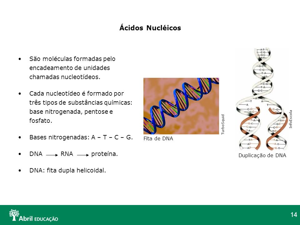 Ácidos Nucléicos São moléculas formadas pelo encadeamento de unidades chamadas nucleotídeos.