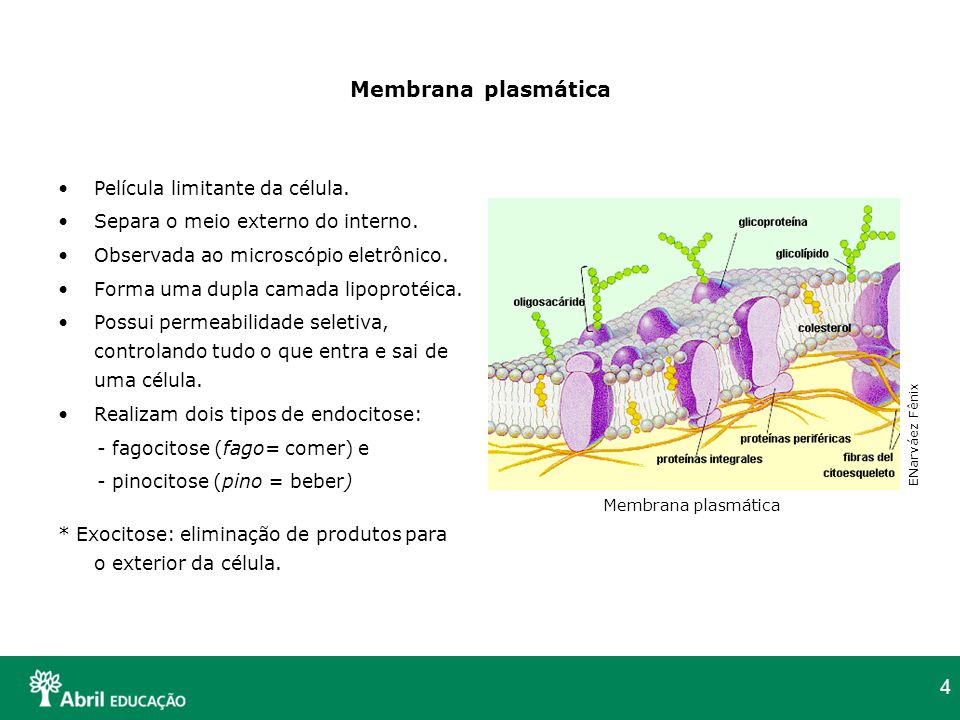 Membrana plasmática Película limitante da célula.