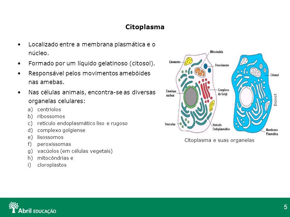 Citoplasma Localizado entre a membrana plasmática e o núcleo.