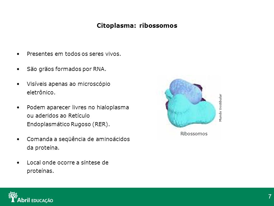 Citoplasma: ribossomos
