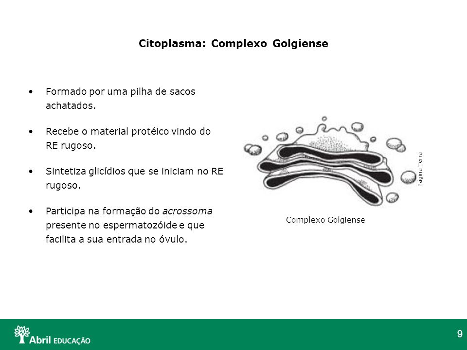 Citoplasma: Complexo Golgiense