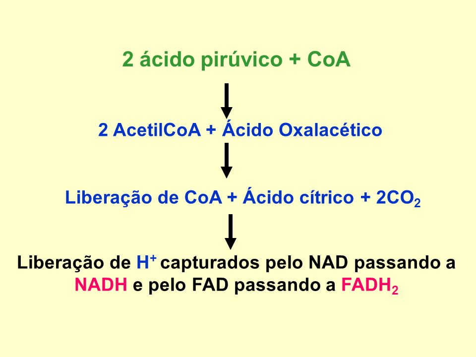 2 ácido pirúvico + CoA 2 AcetilCoA + Ácido Oxalacético
