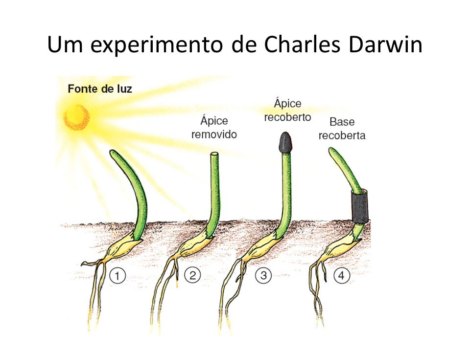 Um experimento de Charles Darwin