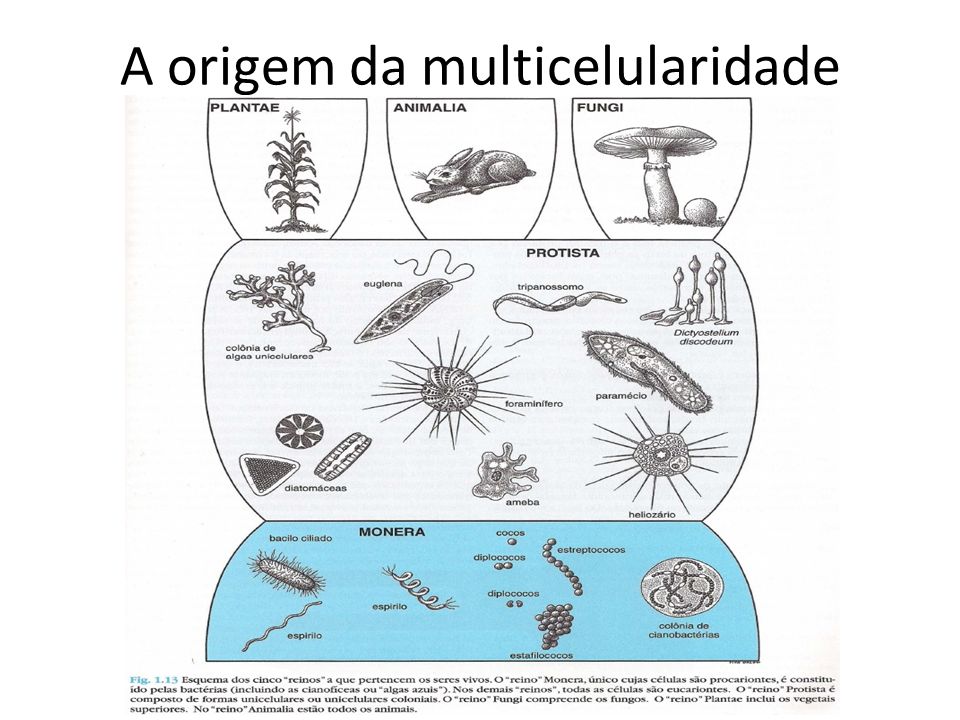 A origem da multicelularidade