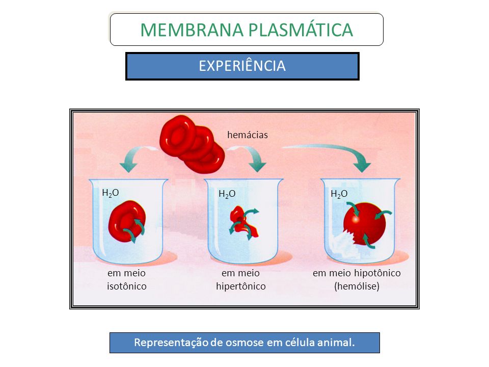 Membrana Plasmática Prof. M. Sc. Fábio Henrique Oliveira Silva fabio - ppt  carregar