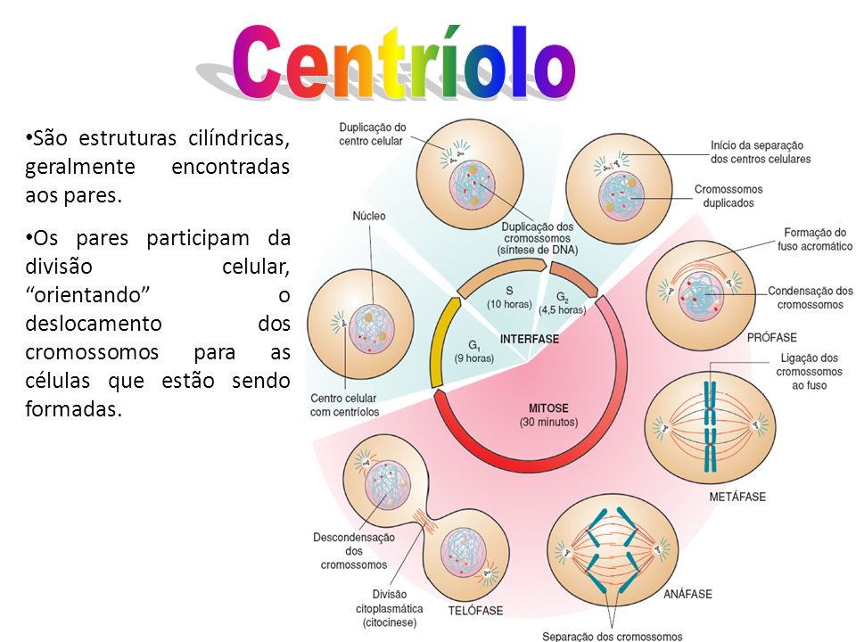 Centríolo São estruturas cilíndricas, geralmente encontradas aos pares.