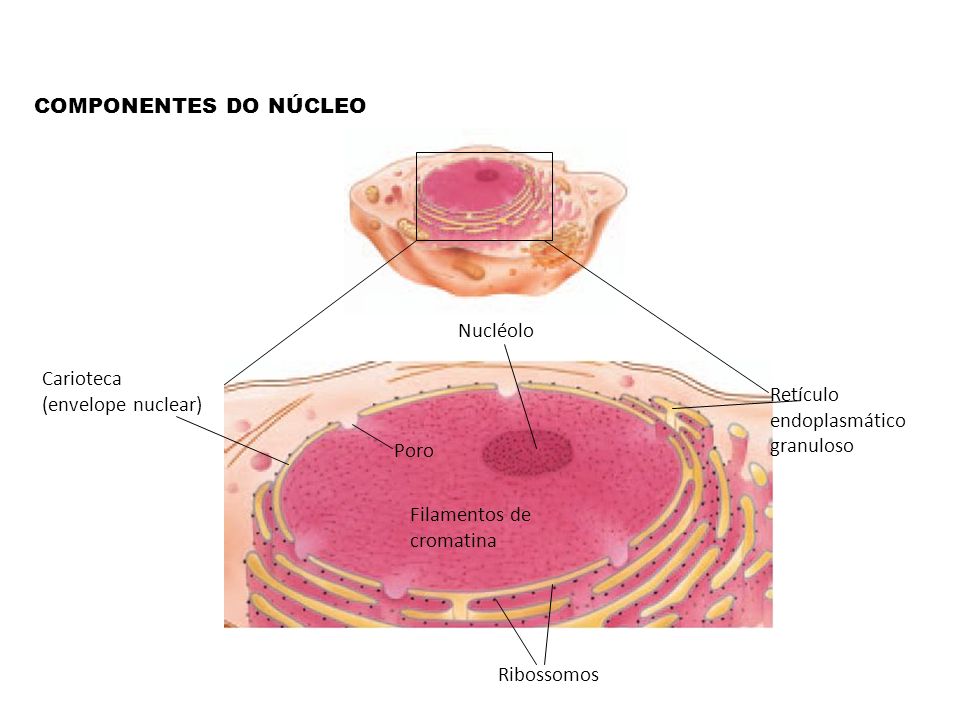 COMPONENTES DO NÚCLEO Nucléolo. Carioteca (envelope nuclear) Retículo endoplasmático granuloso. Poro.