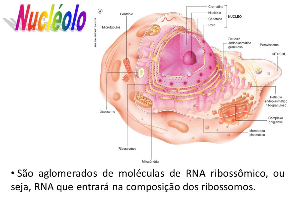 Nucléolo São aglomerados de moléculas de RNA ribossômico, ou seja, RNA que entrará na composição dos ribossomos.