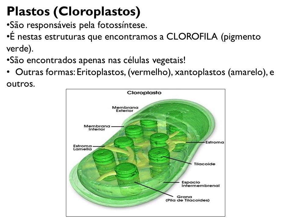 Plastos (Cloroplastos)