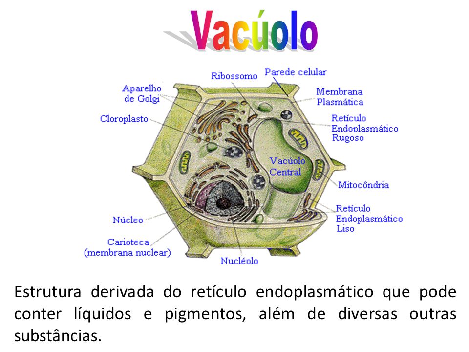Vacúolo Estrutura derivada do retículo endoplasmático que pode conter líquidos e pigmentos, além de diversas outras substâncias.